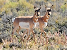 antilope-jumeau-imitation